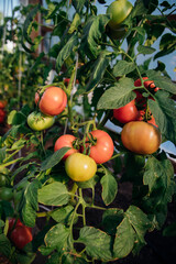 A branch with ripe pink and green tomatoes grown in the garden in summer. Vegetable cultivation, agriculture.