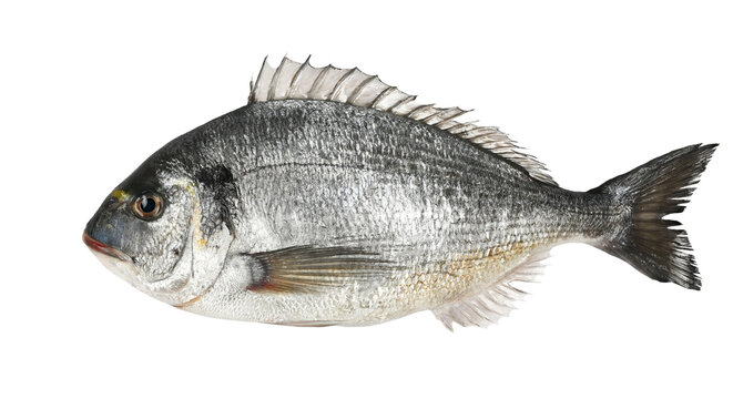 Gilt-head bream or silver seabream (Sparus aurata) isolated on white

