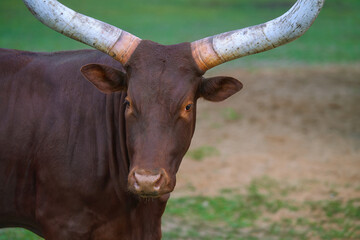A close-up of a Watusi cow. A cow's head with large horns. A breed of cattle.
