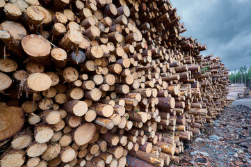 Stacks of freshly cut logs at a timber yard under cloudy skies in a forested area