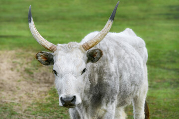 A close-up view of a Hungarian cow with large horns.