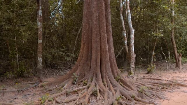 Massive trunk and roots of the silk-cotton tree grow wild near the ancient ruins of Ta Prohm Temple in Angkor Wat temple complex in Siem Reap, Cambodia. Shot in motion
