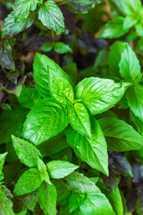 Green and purple basil grows in place, basil is widely used in cooking and as an ornamental plant