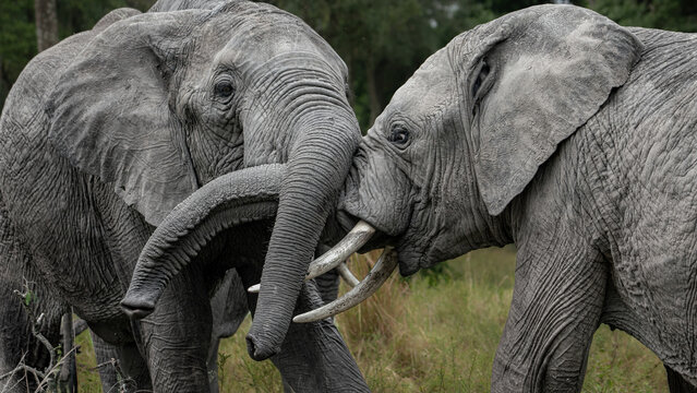Forest Giants at Play