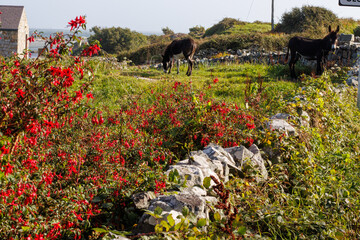 Irish garden with donkey in back ground