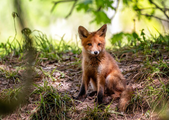 A cute red fox cub walking through the forest on a spring day