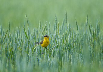 A male yellow wagtail bird sits in a field with ears of corn and sings on a hot summer day