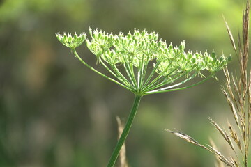 Dolde