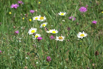 Fototapeta premium Blumenwiese in den Bergen