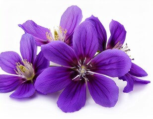 Obraz premium purple flowers cutout isolated on white background
