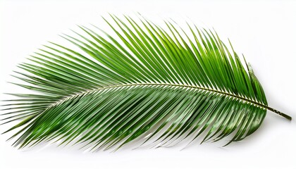 Obraz premium coconut palm tree leaf isolated on white or white background
