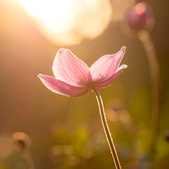 Fototapeta premium Delicate pink flower backlit by warm sunlight, bokeh effect