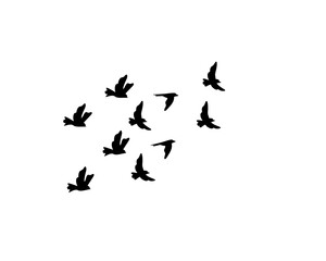 Obraz premium Dense swarm of flying birds in black, stunning for murmuration-inspired art and nature wallpapers.