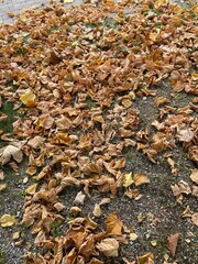 Background carpet of dry yellow autumn leaves