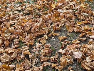 Background carpet of dry yellow autumn leaves