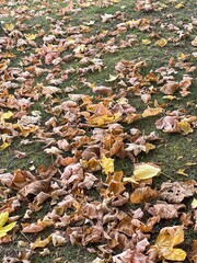 Background carpet of dry yellow autumn leaves
