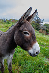 Irish donkey in a field in Ireland