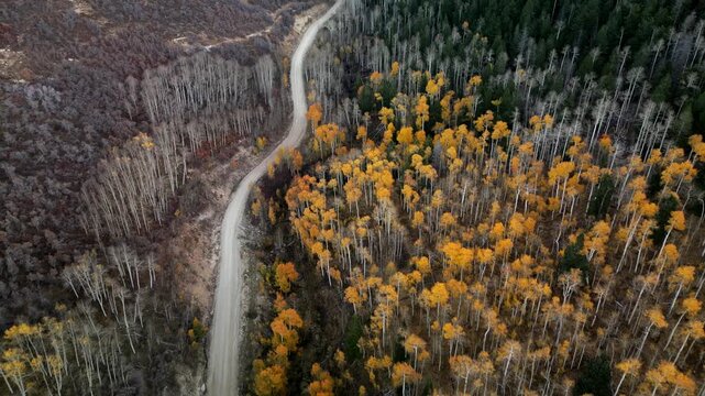 Dixie National Forest Autumn