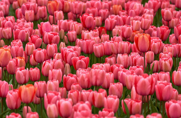  Tulips Pink Impression in blossom, the Netherlands                