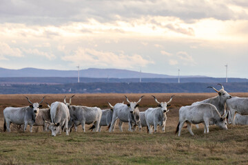 Fototapeta premium Steppenrind im Nationalpark Neusiedler See