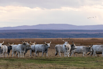 Steppenrind im Nationalpark Neusiedler See