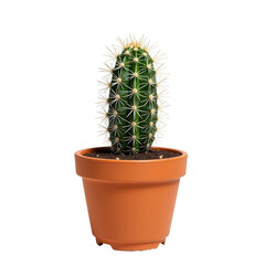 Vibrant Green Cactus Growing in a Simple Terracotta Pot