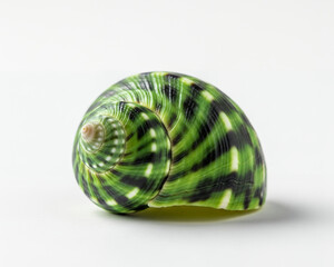 Vibrant green and dark patterned marine shell close-up against a bright white surface.