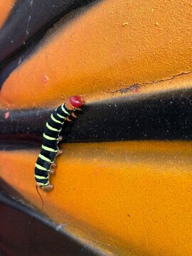 close up of an orange