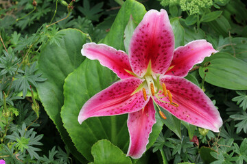 Pink lily flower in close up