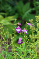Purple and white beard tongue flowers in close up