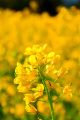 250504飯山市菜の花公園