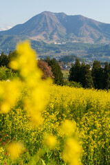 Fototapeta premium 250504飯山市菜の花公園