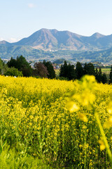 Fototapeta premium 250504飯山市菜の花公園