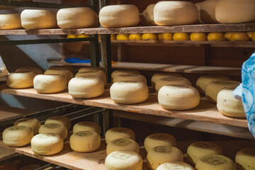Wooden shelves with hard matured cheese from cow's milk at cheese factory in Holland