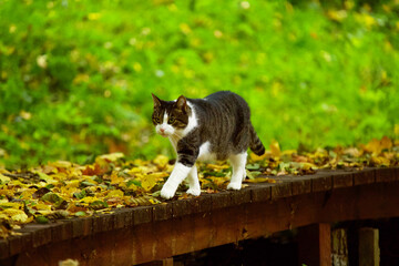 Fototapeta premium A tabby cat walking along a wooden garden path covered with autumn leaves