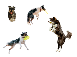 Energetic dogs leaping and playing catch with a frisbee and tennis ball, showcasing pure joy and athleticism in a fun, engaging way for pet lovers