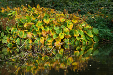 Hosta sieboldiana Elegans in fall colors on the shore of a quiet lake