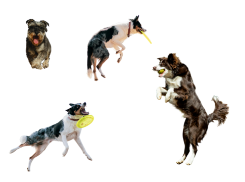 Energetic dogs leaping and playing catch with a frisbee and tennis ball, showcasing pure joy and athleticism in a fun, engaging way for pet lovers