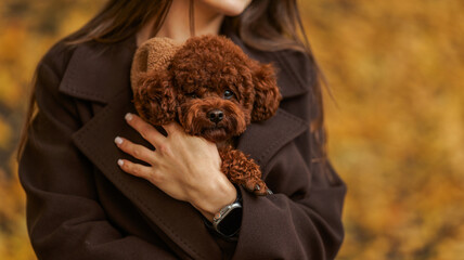 Woman holding a cute brown poodle dog in a warm coat