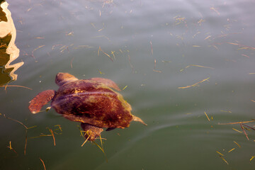 Kefalonia - Greece - August 15, 2025: Argostoli harbor,, Kefalonia,  Greece.