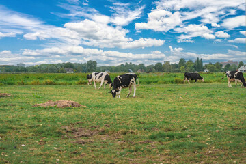 Cows grazing in an old farmyard in a Dutch village.