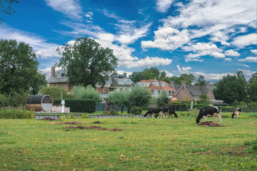Cows grazing in an old farmyard in a Dutch village.