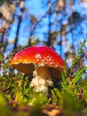 Young red fly agaric mushroom close-up in moss and pine needles, its dew-soaked, glossy cap glowing under morning sun in a vibrant autumn forest.