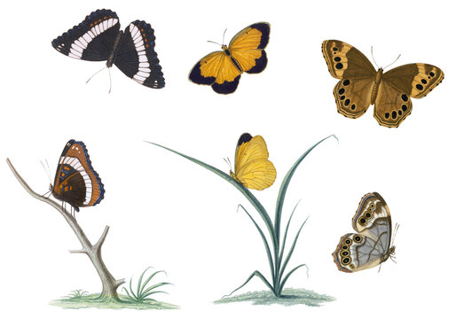 Collection of hand drawn butterflies lithograph style
