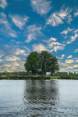 Typical landscape on a river in Holland with a huge tree in the background.