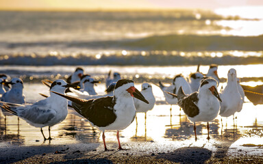 Black Skimmers on the seashore at sunset