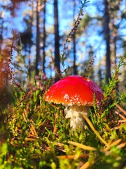 A fresh red amanita emerges from mossy forest floor, its shining, dew-covered cap catching golden sunlight — a striking symbol of autumn’s wild beauty.