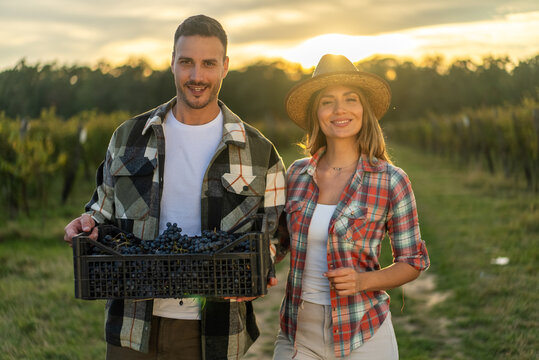 Happy couple harvesting grapes in a vineyard at sunset