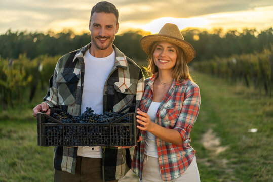 Couple harvesting grapes in vineyard at sunset, smiling at the camera