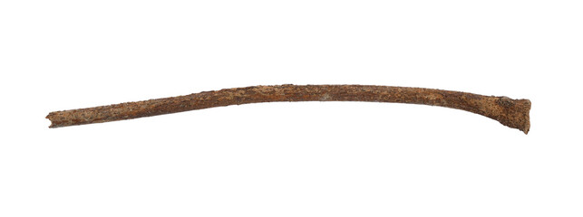 Tree branch or stick isolated on a transparent background, Rustic wood branch, Tree stick isolated on white background.